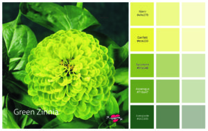 Professional Color Palettes - The Colors of Nature - Bettes Makes